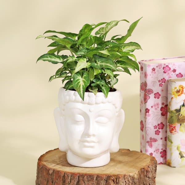 Purifying Syngonium Plant in a Ceramic Buddha Planter