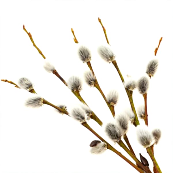 Pussy Willow (Bunch of 10)