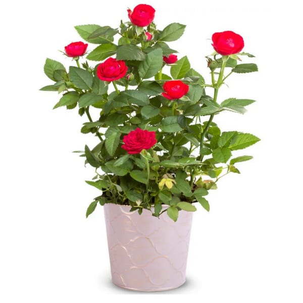 Radiant Red Rose Plant