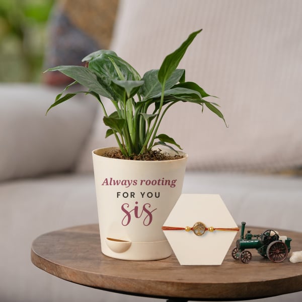 Rakhi with Peace Lily in Self-watering Planter