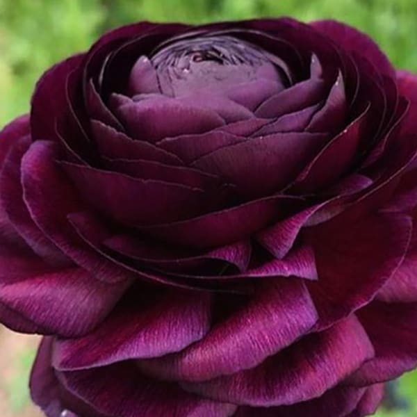 Ranunculus Asiaticus Elegance Violet (Bunch of 10)