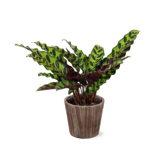 Rattlesnake Calathea Potted Plant in Natural Wood