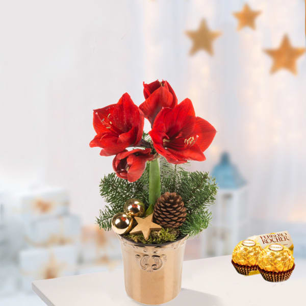 Red amaryllis in a pot with 2 Ferrero Rocher