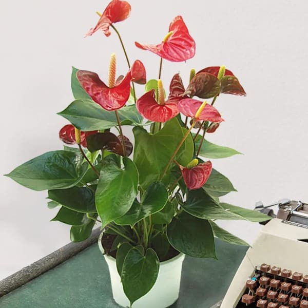 Red Anthurium