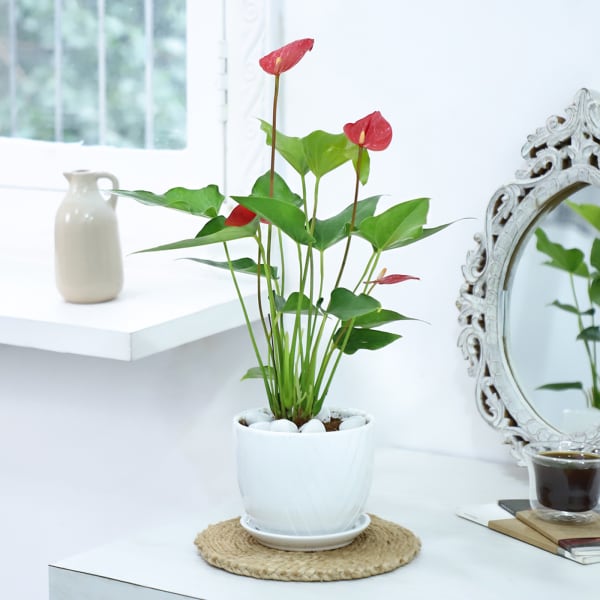 Red Anthurium Plant With Planter