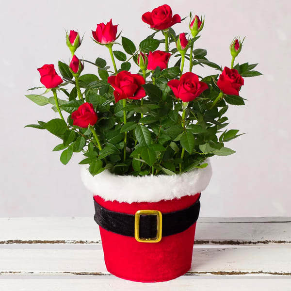 Red Rose in Santa Pot