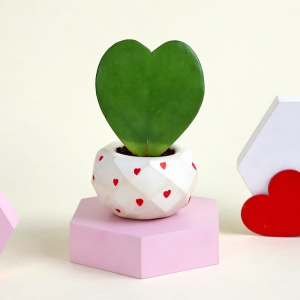 Romantic Hoya Heart Plant with Planter