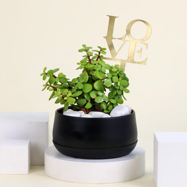 Romantic Jade Plant with Love Tag