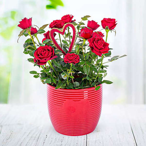 Romantic Valentine's Day Rose Plant