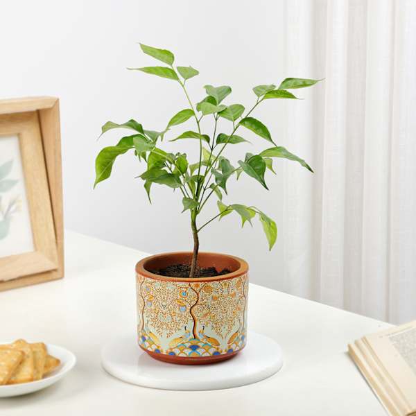 Rooted Retreat Radermachera Plant Gift
