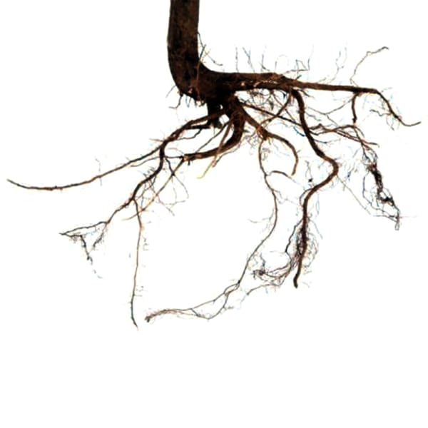 Roots (Bunch of 10)