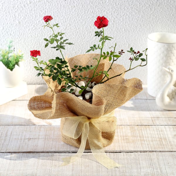 Rose Plant in Jute Wrapping with Planter