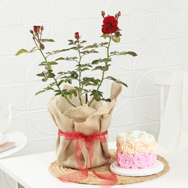 Rose Plant With Jute Wrapped Pot And Ombre Rose Cake