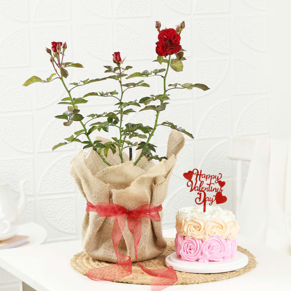 Rose Plant With Jute Wrapped Pot And Ombre Roses Cake