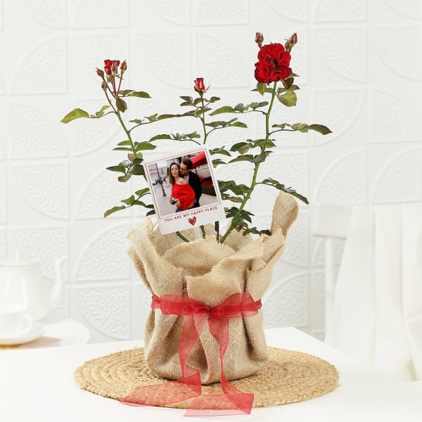 Rose Plant With Jute Wrapped Pot And Personalized Polaroid