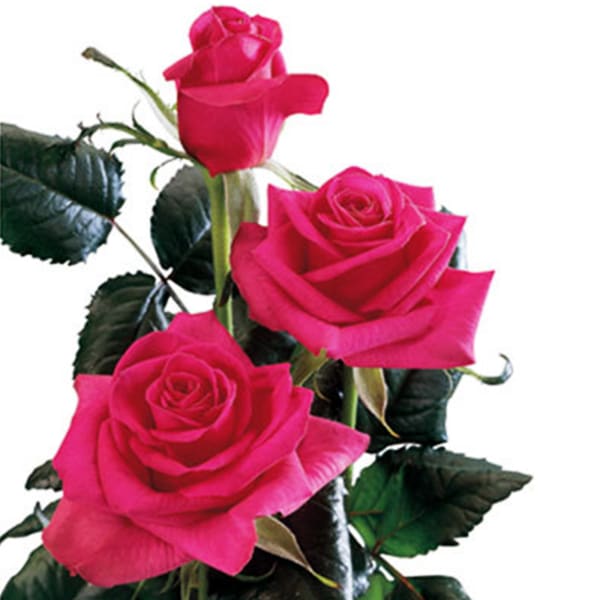 Rose Poison (Bunch of 20)