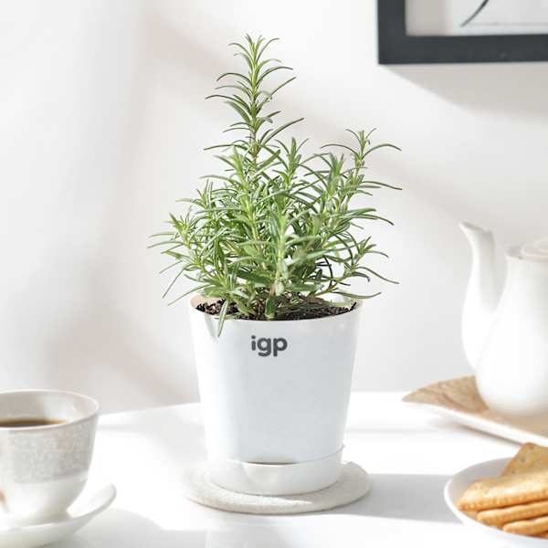 Rosemary In Self Watering Planter