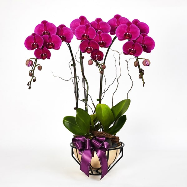 Royal Prosperity â€“ Purple Phalaenopsis