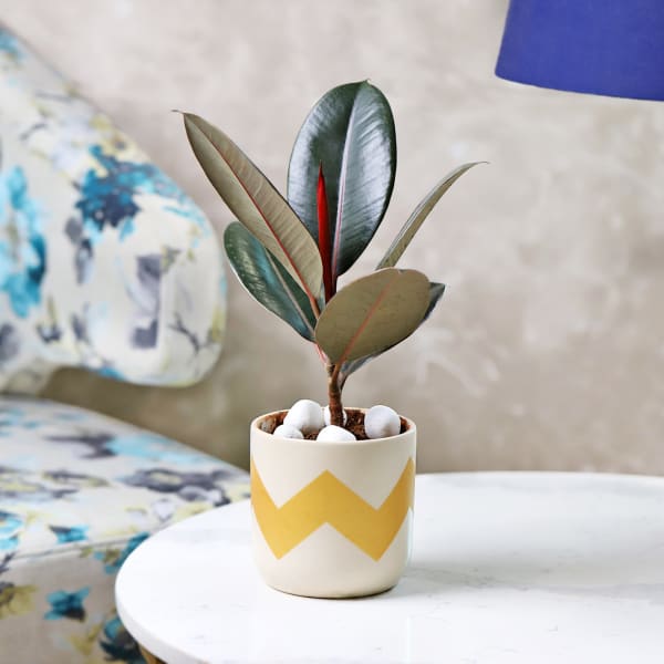 Rubber Plant in a Ceramic Pot