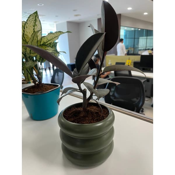Rubber Plant With Ring Ceramic Vase