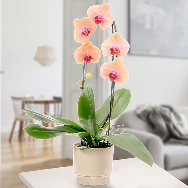 Salmon colored orchid in a pot