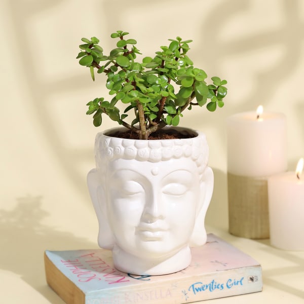 Serene Jade Plant in a Ceramic Buddha Planter