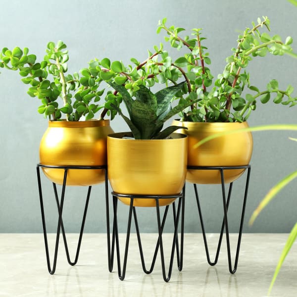 Set of 3 Brass Finish Planters with Stand (Without Plants)