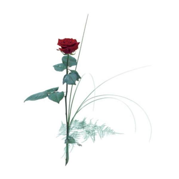 Buy/Send Single flower Red rose Online IGP NID1345334