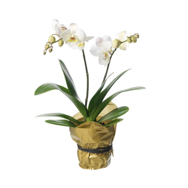 Single plant Orchid, white