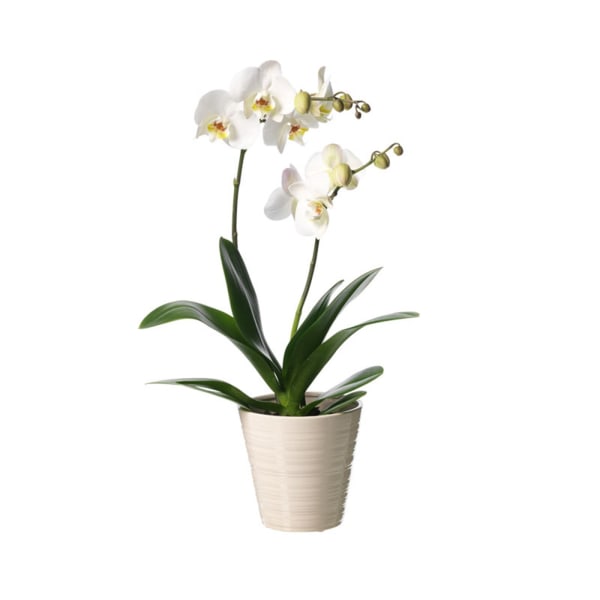 Single plant Phalaenopsis