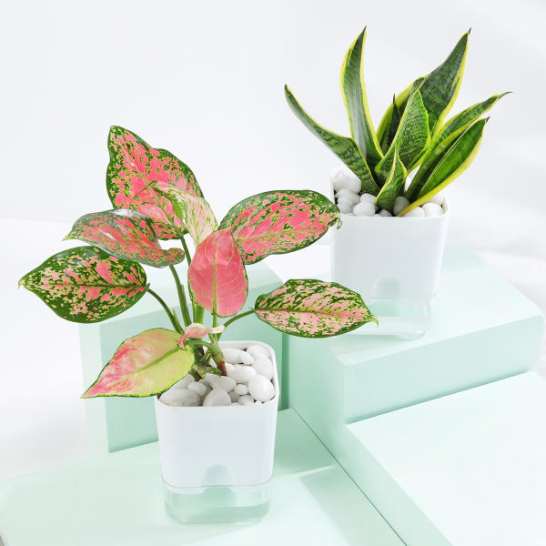 Snake And Aglaonema Pink Plant With Self-Watering Planter