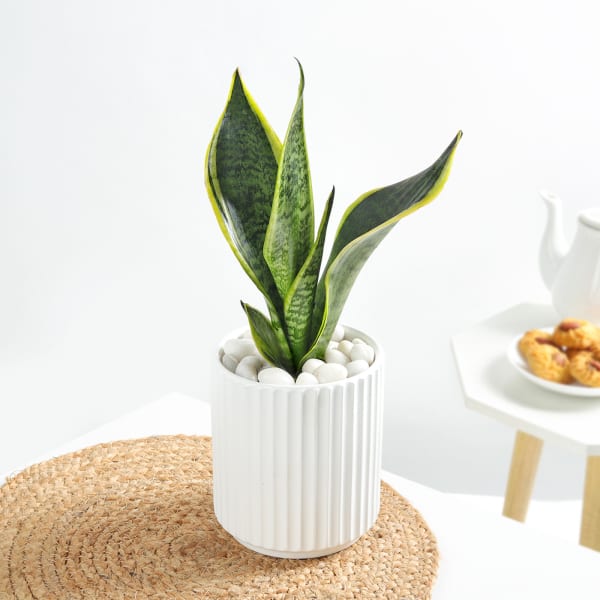 Snake Plant In A Modern White Cylindrical Planter