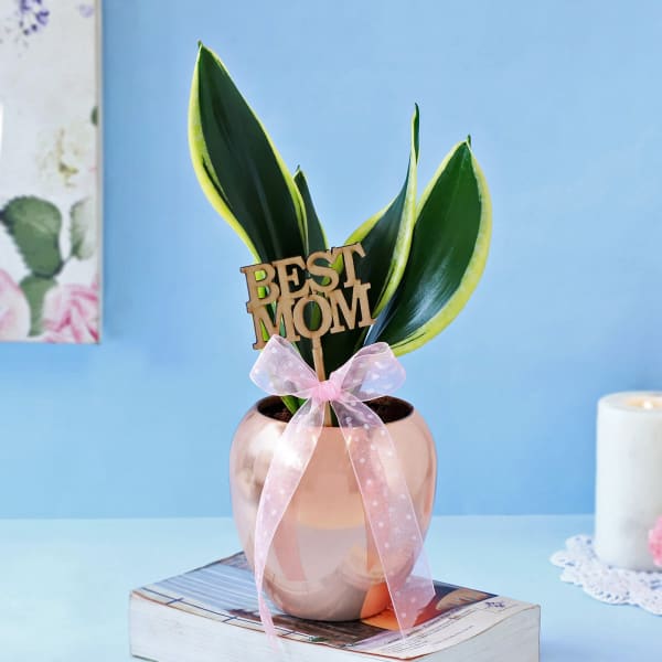 Snake Plant In Special Copper Planter for Mom