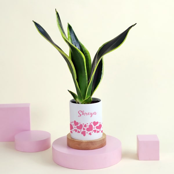 Snake Superba Plant with Personalized Vase