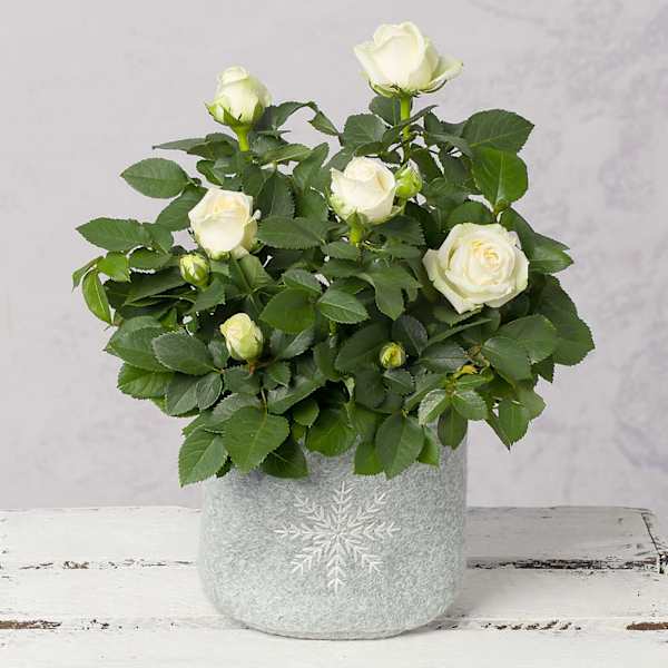 Snowflake Magic White Rose Christmas Arrangement