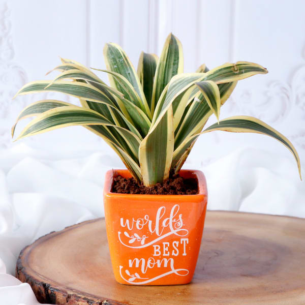 Song Of India Plant In World's Best Mom Ceramic Planter