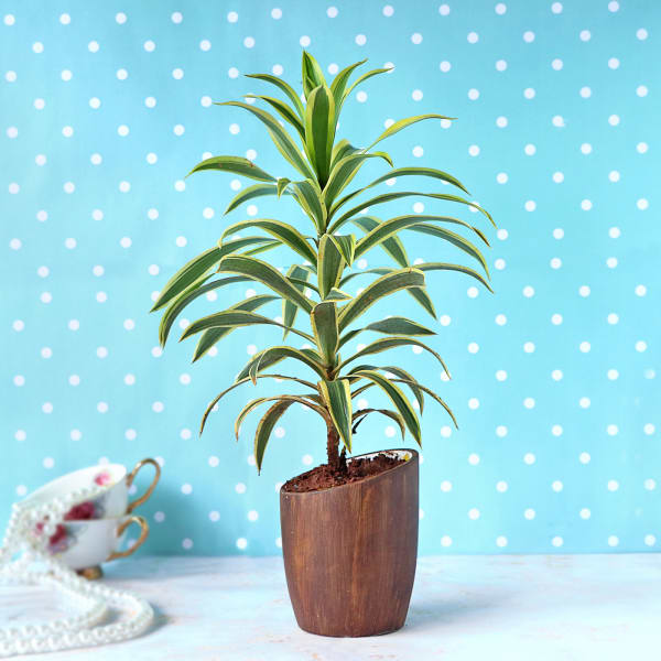 Song of India Plant with Ceramic Planter