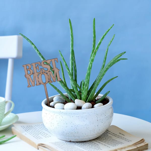 Soothing Aloe Vera Plant for Best Mom