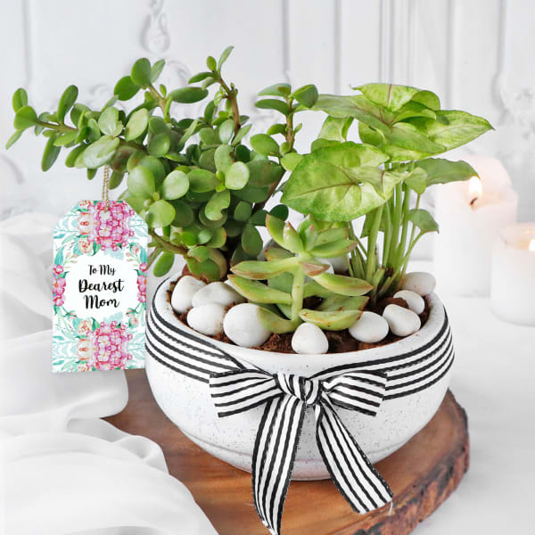 Soothing Greens in Pot for Mother's Day