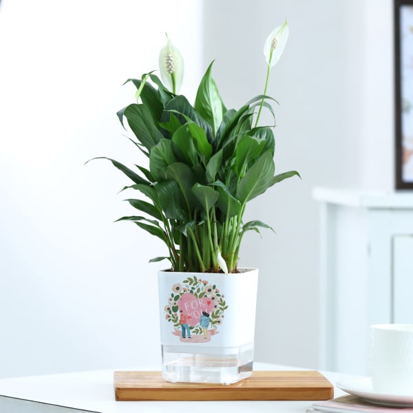Soothing Love - Peacelily Plant With Self Watering Planter