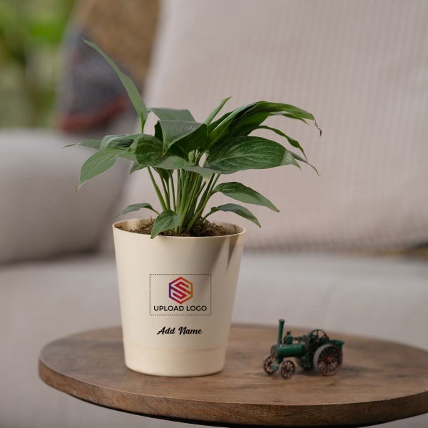 Spathiphyllum Sensation (Peace Lily) With Self Watering Pot Customized with logo and Name
