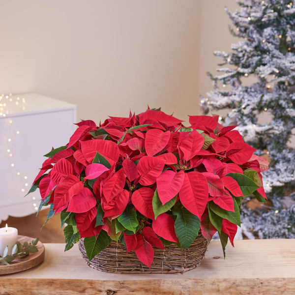 Special Symphony of four plants of Poinsettias