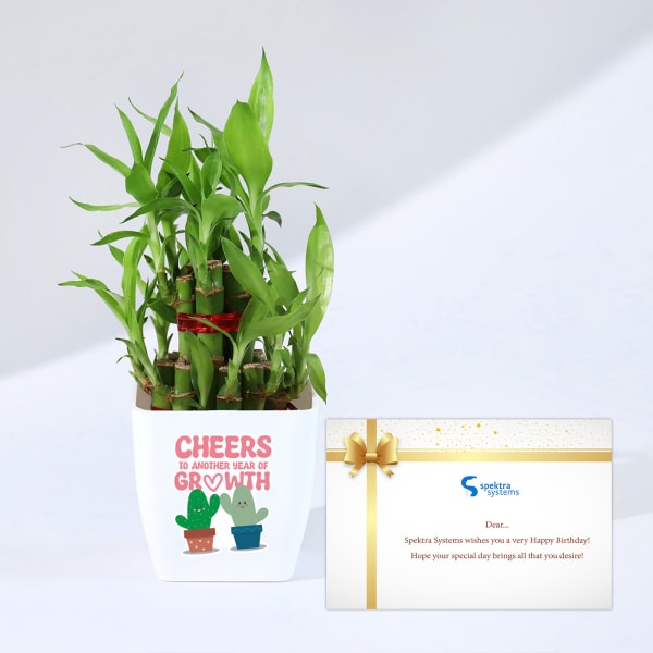 SPEKTRA SYSTEMS Hamper