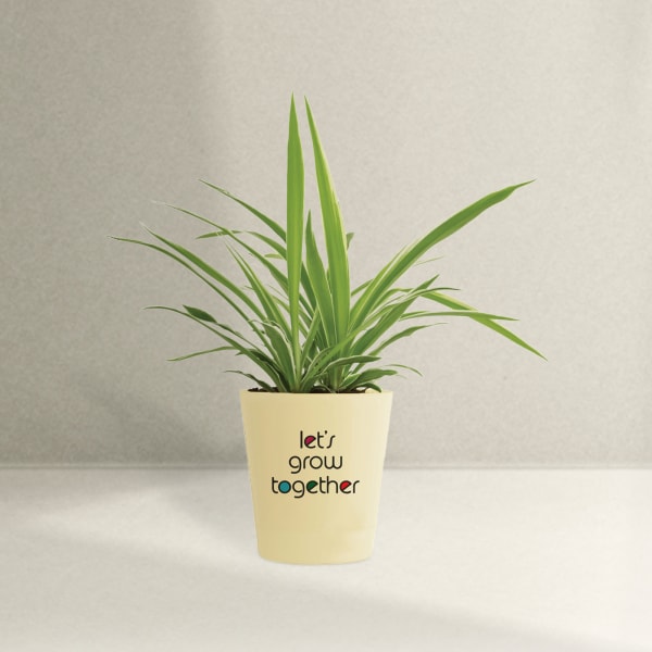Spider Plant In Let's Grow Water Reservoir Planter