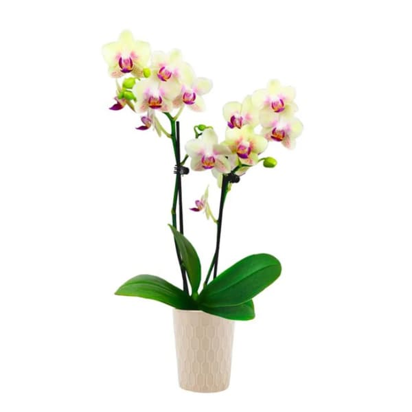 Strawberry Lemonade Mini Orchid Plant