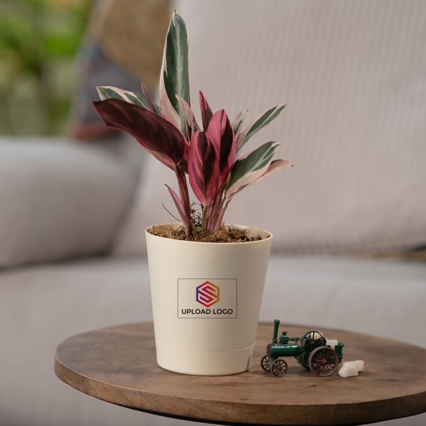 Stromanthe Triostar Plant Customized with logo