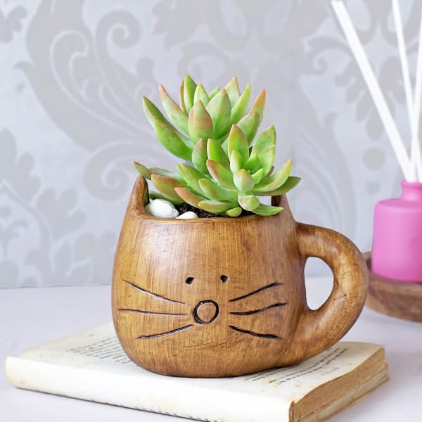 Succulent In Ceramic Kitty Planter