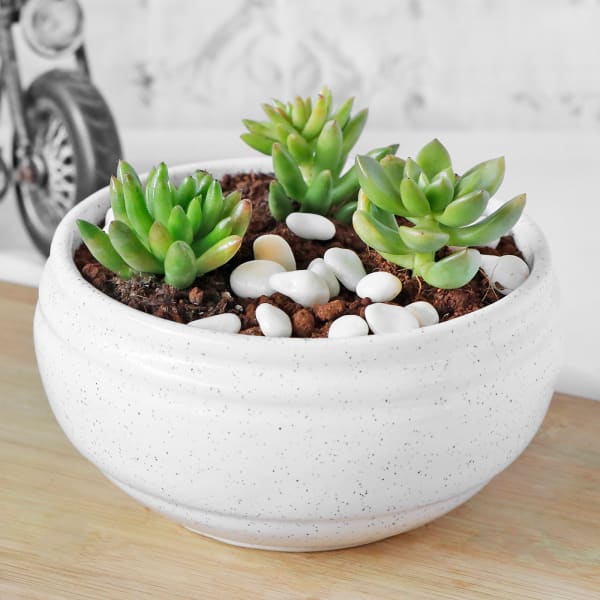 Succulent in White Ceramic Planter