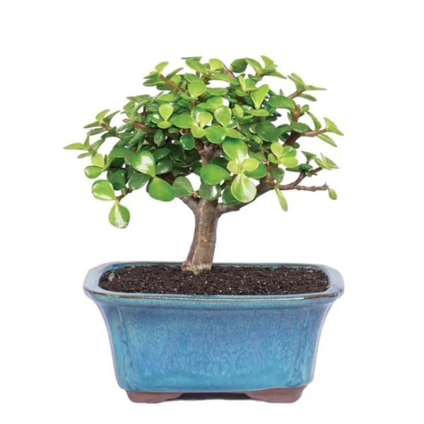 Succulent Jade Bonsai Tree