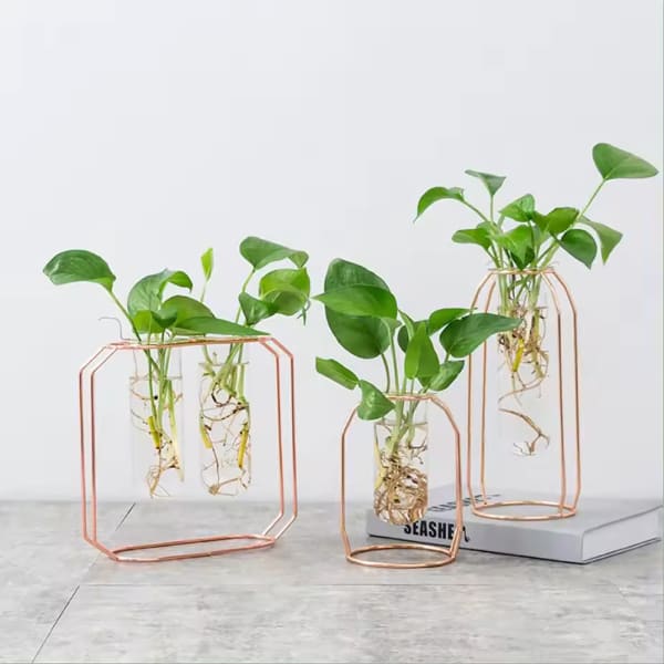 Swanky Test Tube Planters And Money Plant- Set Of 3